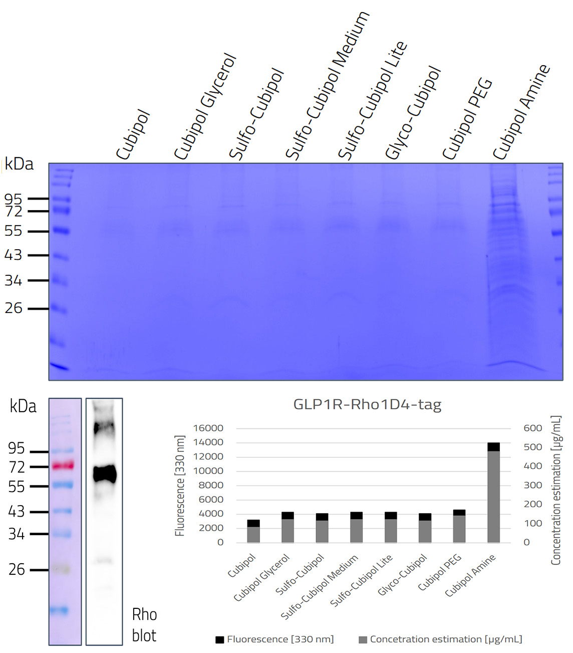 GLP1R in PlateX MP Rho1d4 Tag